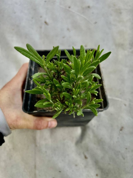 Саджанець лаванди вузьколистої (Lavandula angustifolia) 27 фото