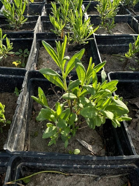 Саджанець лаванди вузьколистої (Lavandula angustifolia) 27 фото