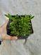 Саджанець лаванди вузьколистої (Lavandula angustifolia) 27 фото 2