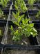 Саджанець лаванди вузьколистої (Lavandula angustifolia) 27 фото 4
