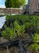 Саджанець лаванди вузьколистої (Lavandula angustifolia) 27 фото 5