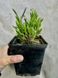 Саджанець лаванди вузьколистої (Lavandula angustifolia) 27 фото 1